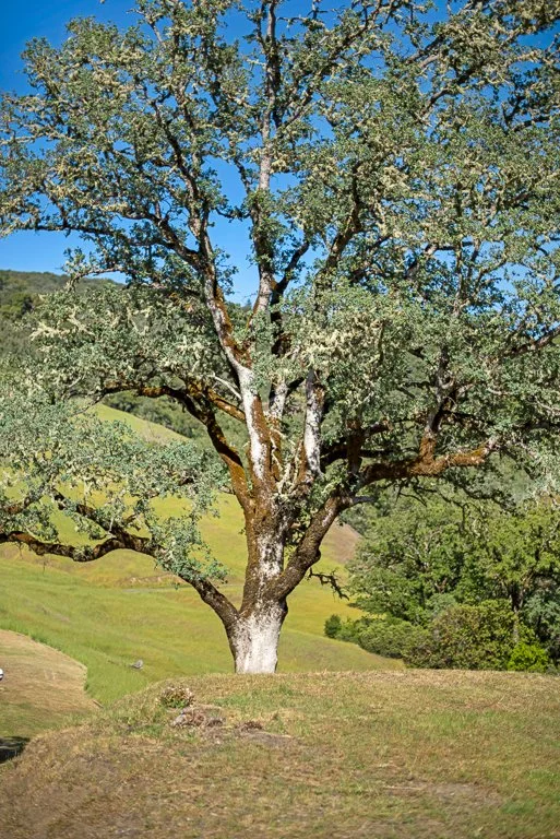 A large tree with green leaves on a grassy hill, with rolling hills and a clear blue sky in the background.