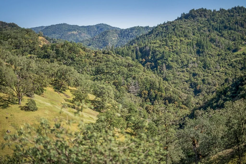 Green hilly landscape with numerous trees and mountains in the background under a clear blue sky.