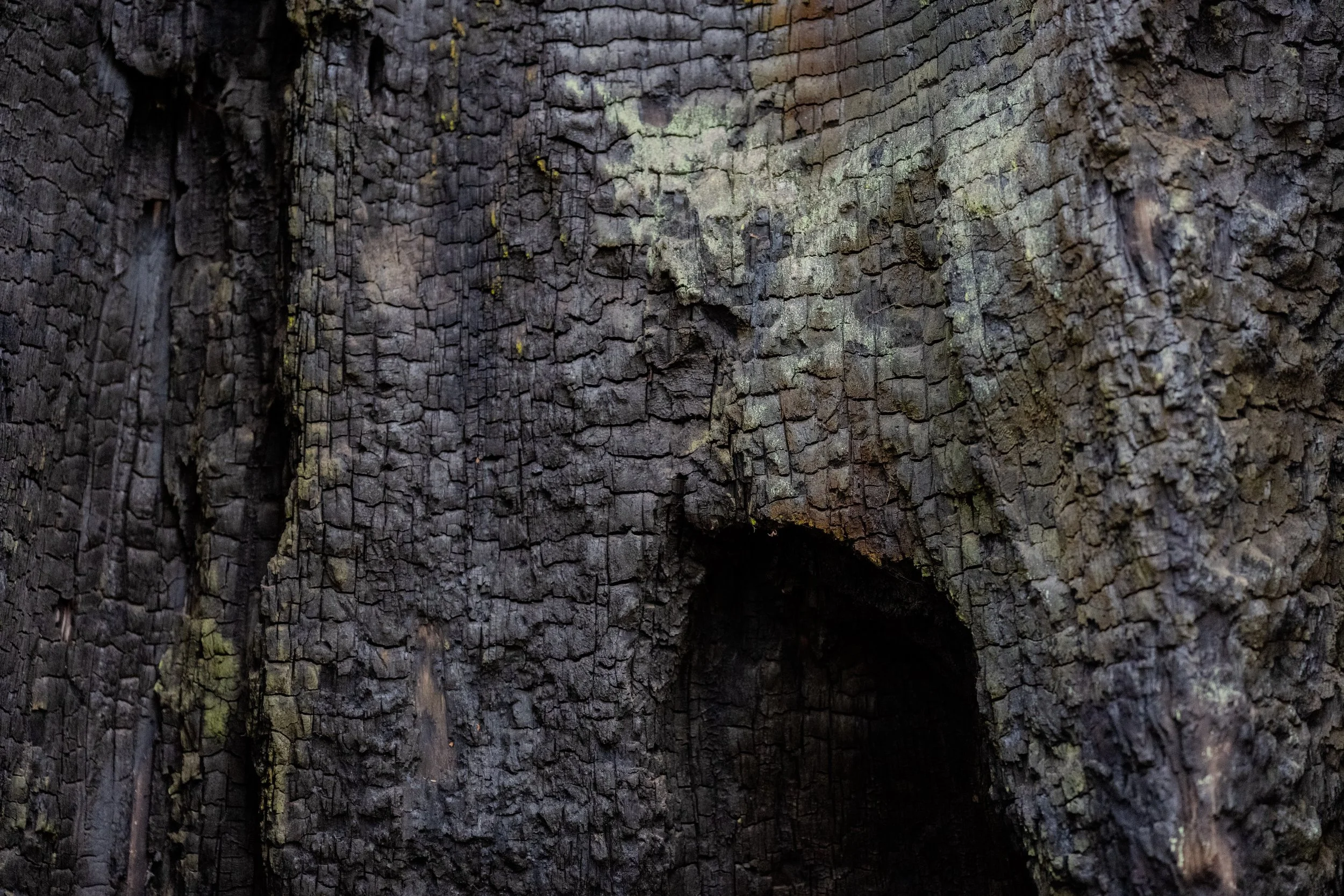 Carbon Scale.jpg