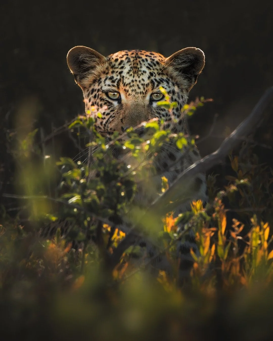 leopard-im-busch-goldenes-licht-yasin-kirsch.jpg