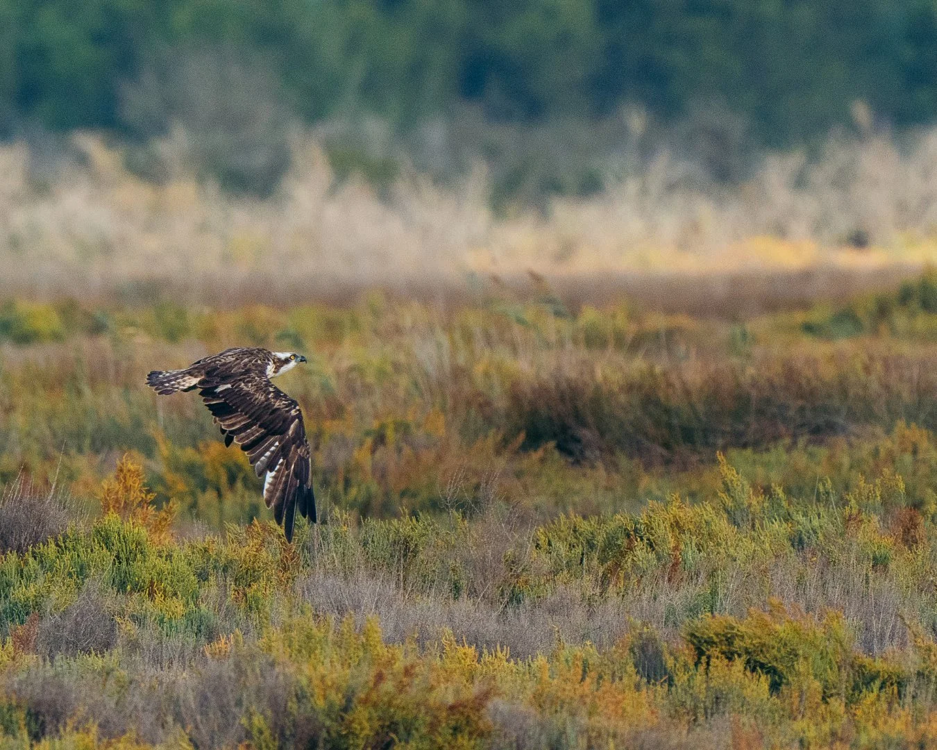 Fischadler-im-flug-albufera-mallorca.jpg