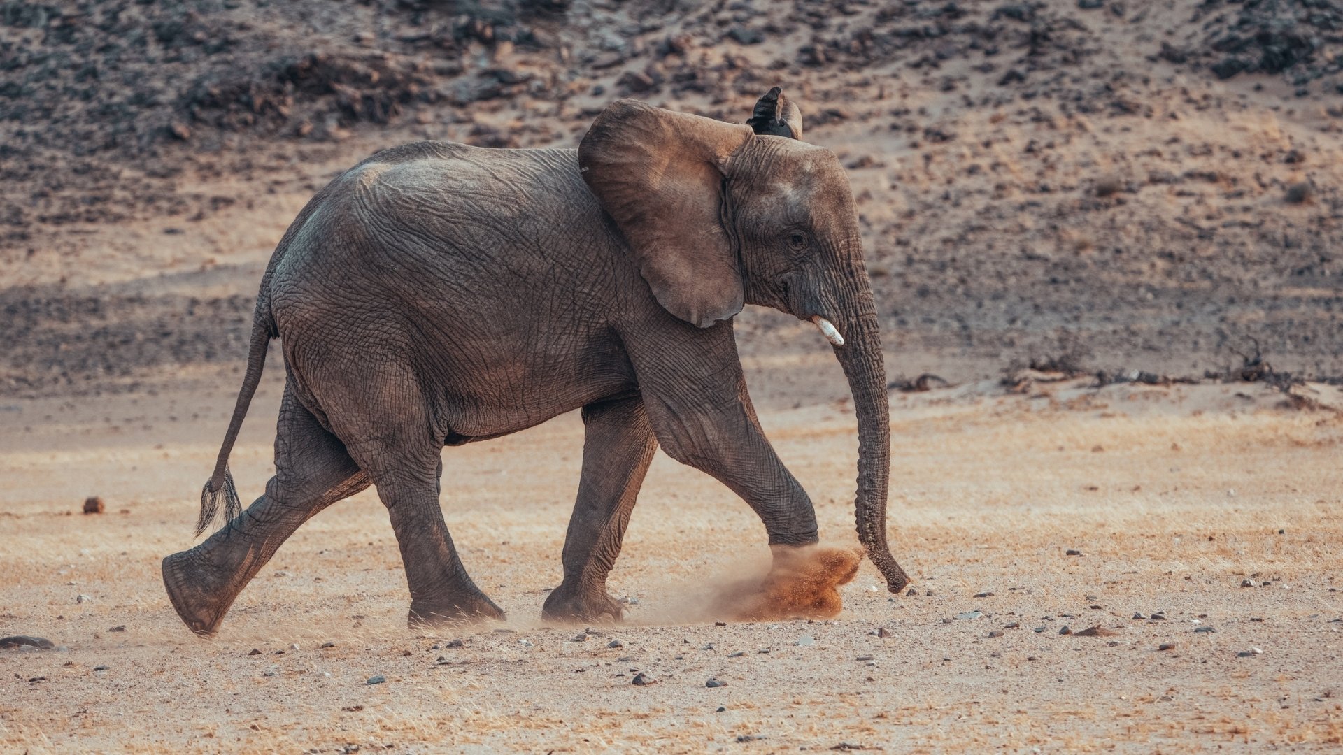 wüstenelefant-wüstenlandschaft-damaraland-yasin-kirsch.jpg