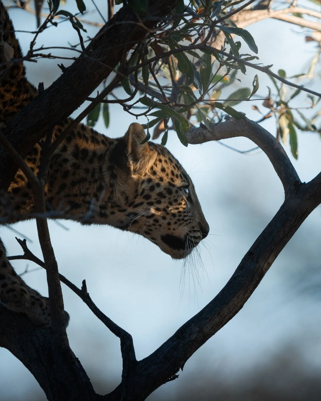 junger-leopard-klettert-namibia-yasin-kirsch.jpg