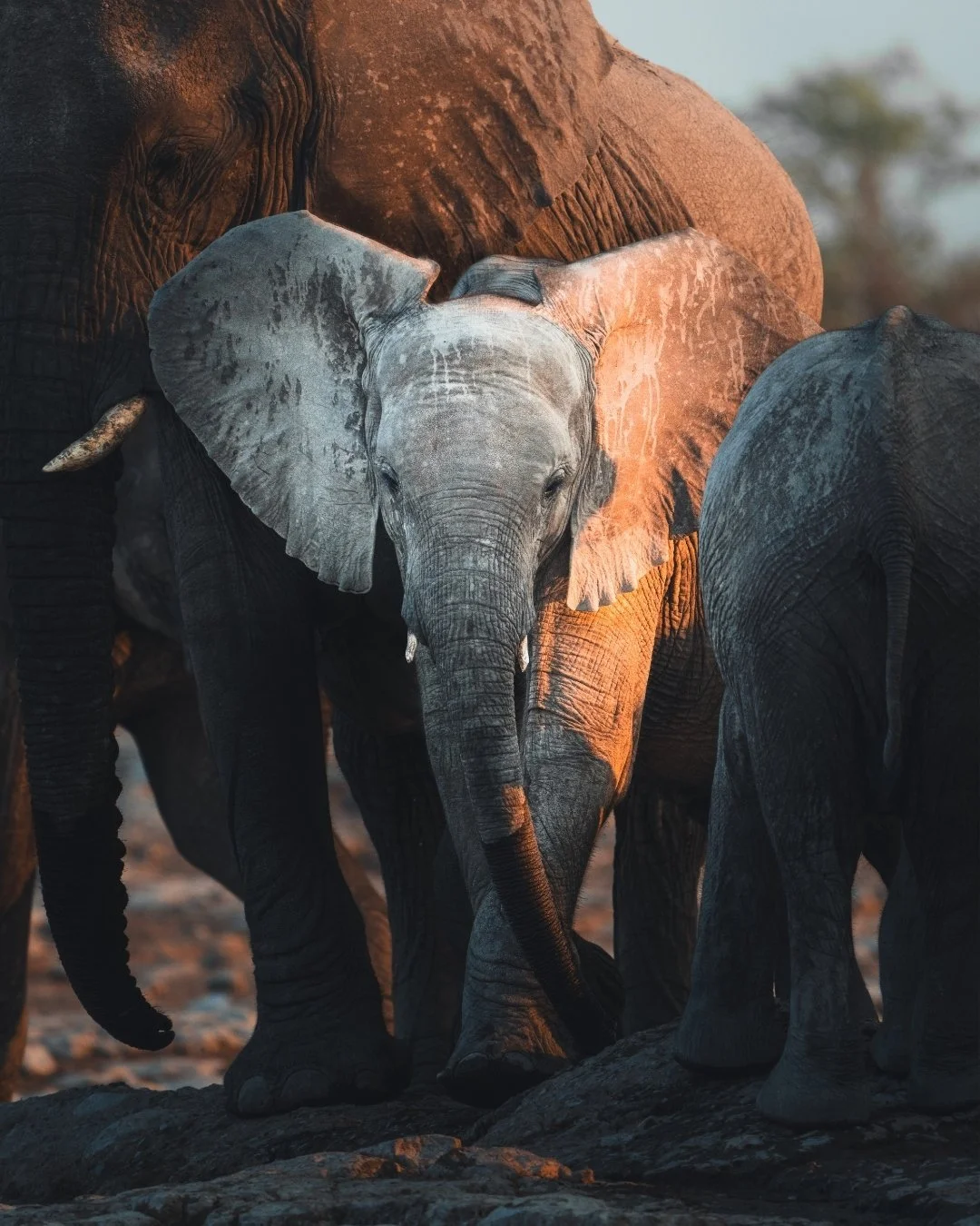elefant-etosha-namibia-sonnenuntergang-yasin-kirsch.jpg