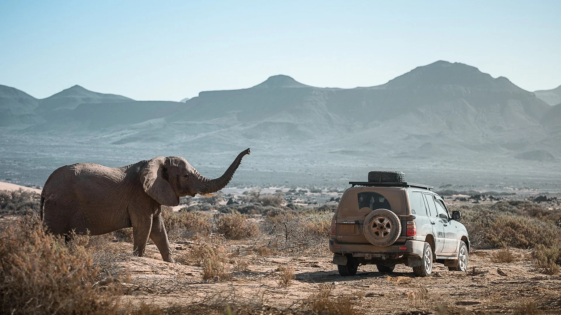 begegnung-4x4-auto-mit-wuestenelefant.jpg