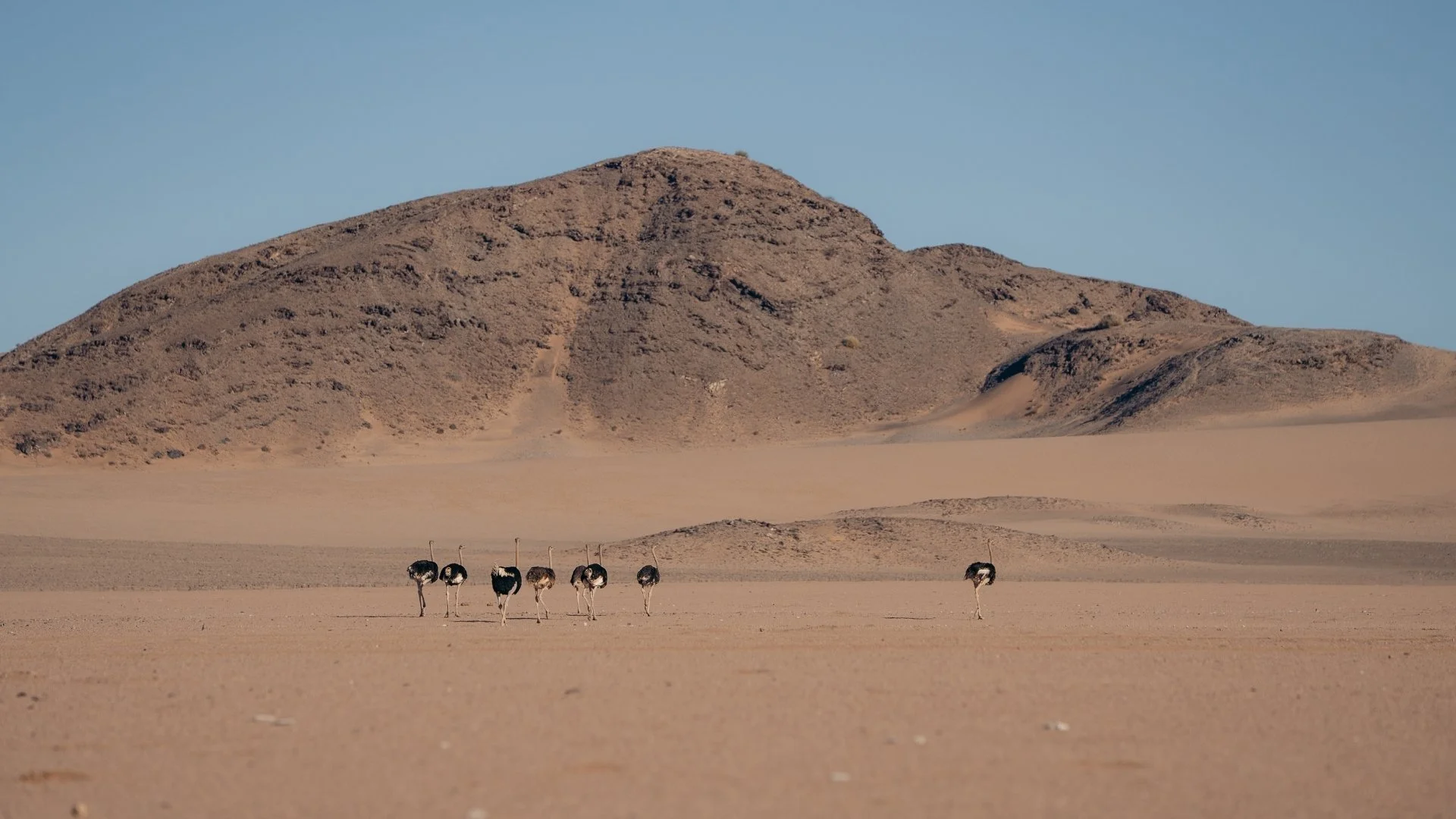 vogelstrauß-herde-damaraland-yasin-kirsch.jpg