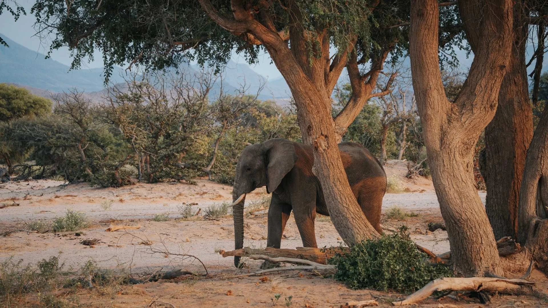 wuestenelefant-im-trockenflussbett-yasin-kirsch.jpg