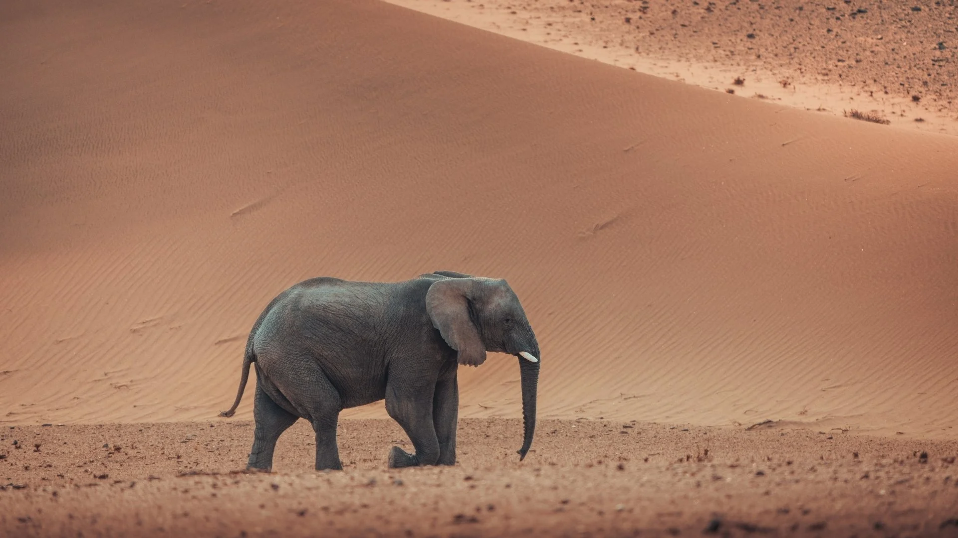 wuestenelefant-vor-sandduene-damaraland-yasin-kirsch.jpg