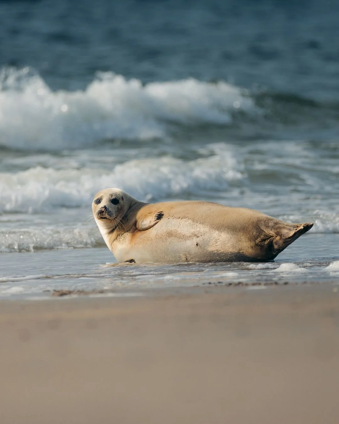 seehund-strand-wellen-helgoland-yasin-kirsch.jpg