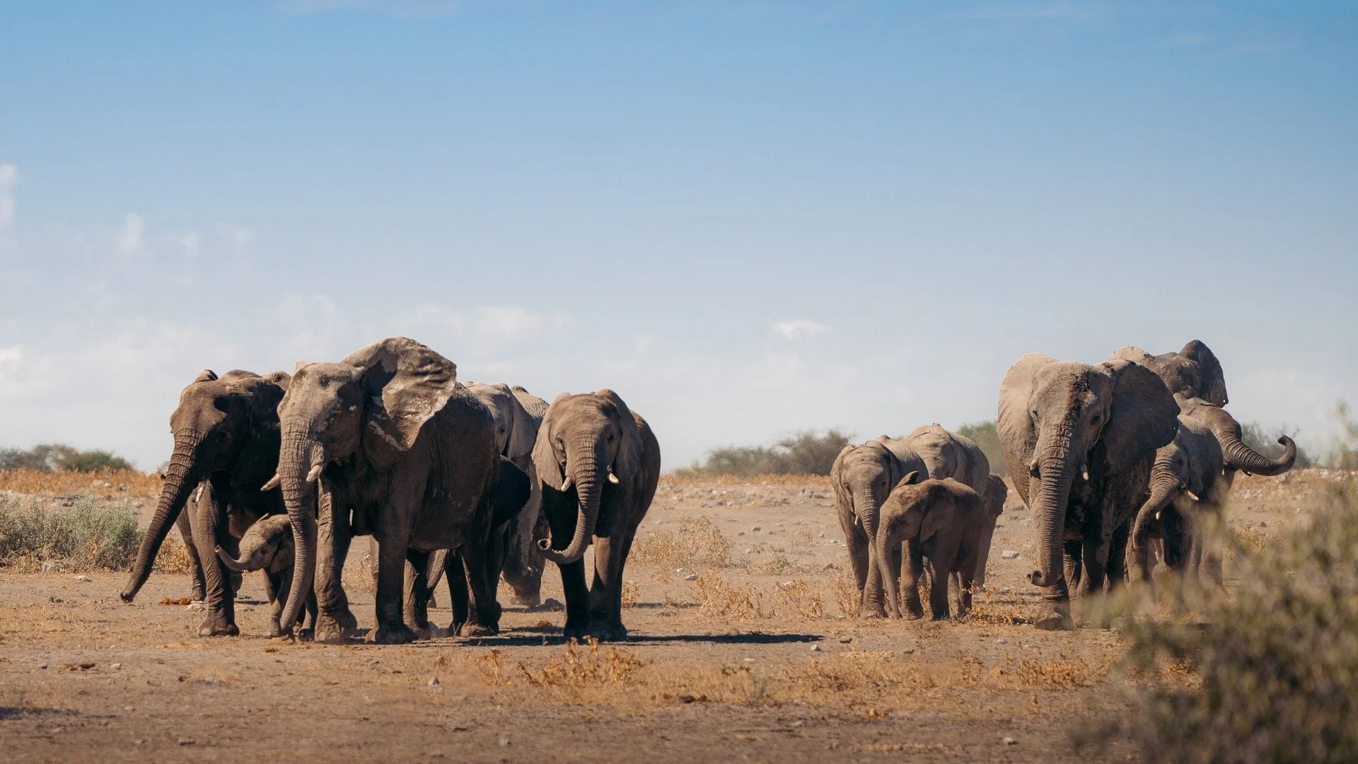 elefantenherde-etosha-nationalpark-yasin-kirsch.jpg