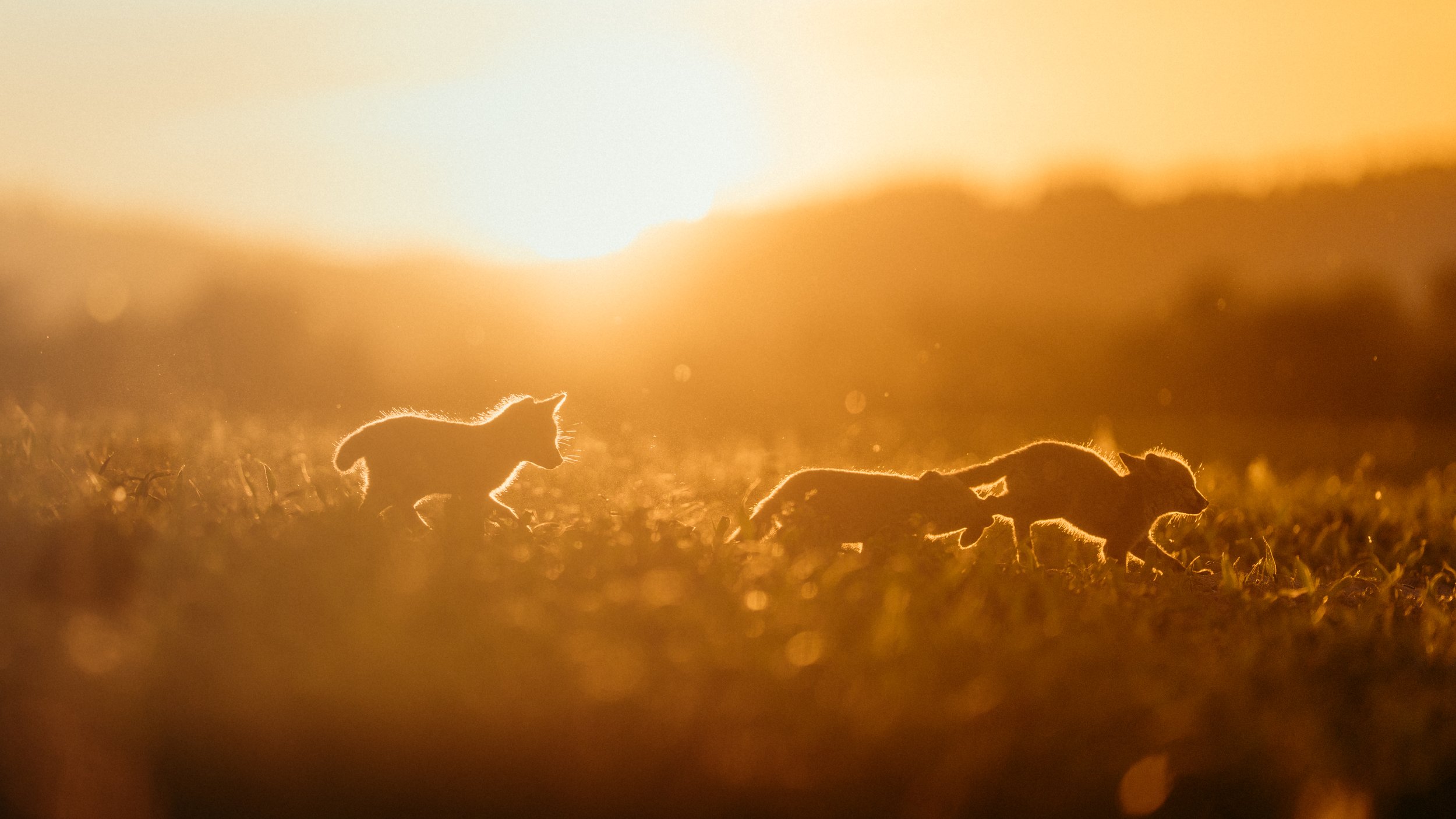 Drei kleine Füchse spielen im Sonnenuntergang auf dem Feld.