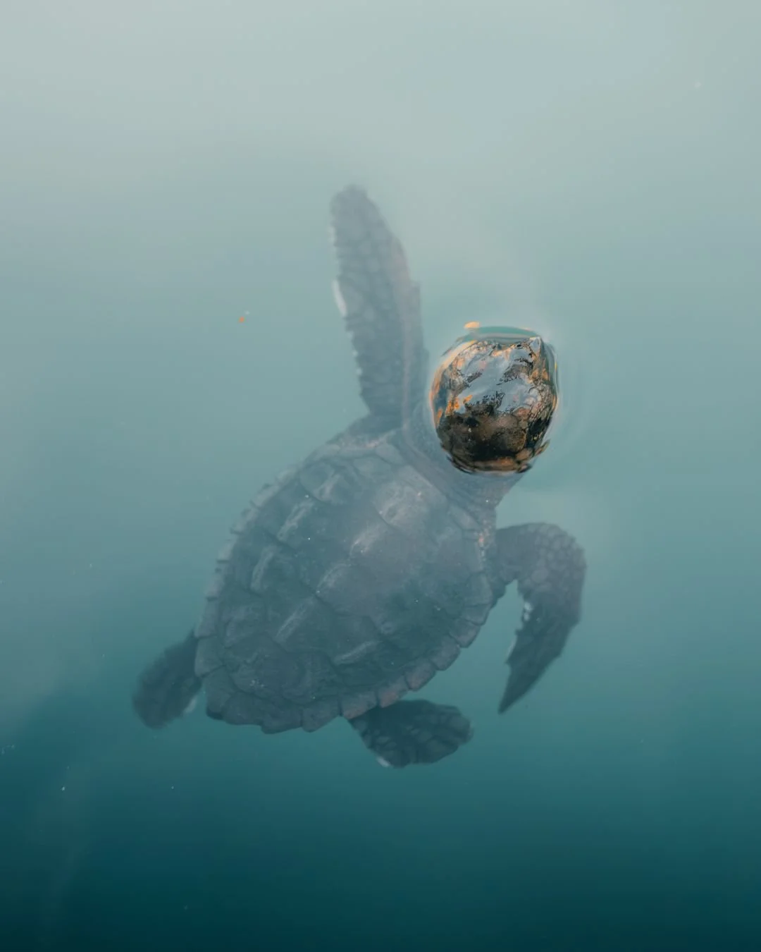 baby-caretta-caretta-zakynthos-yasin-kirsch.jpg
