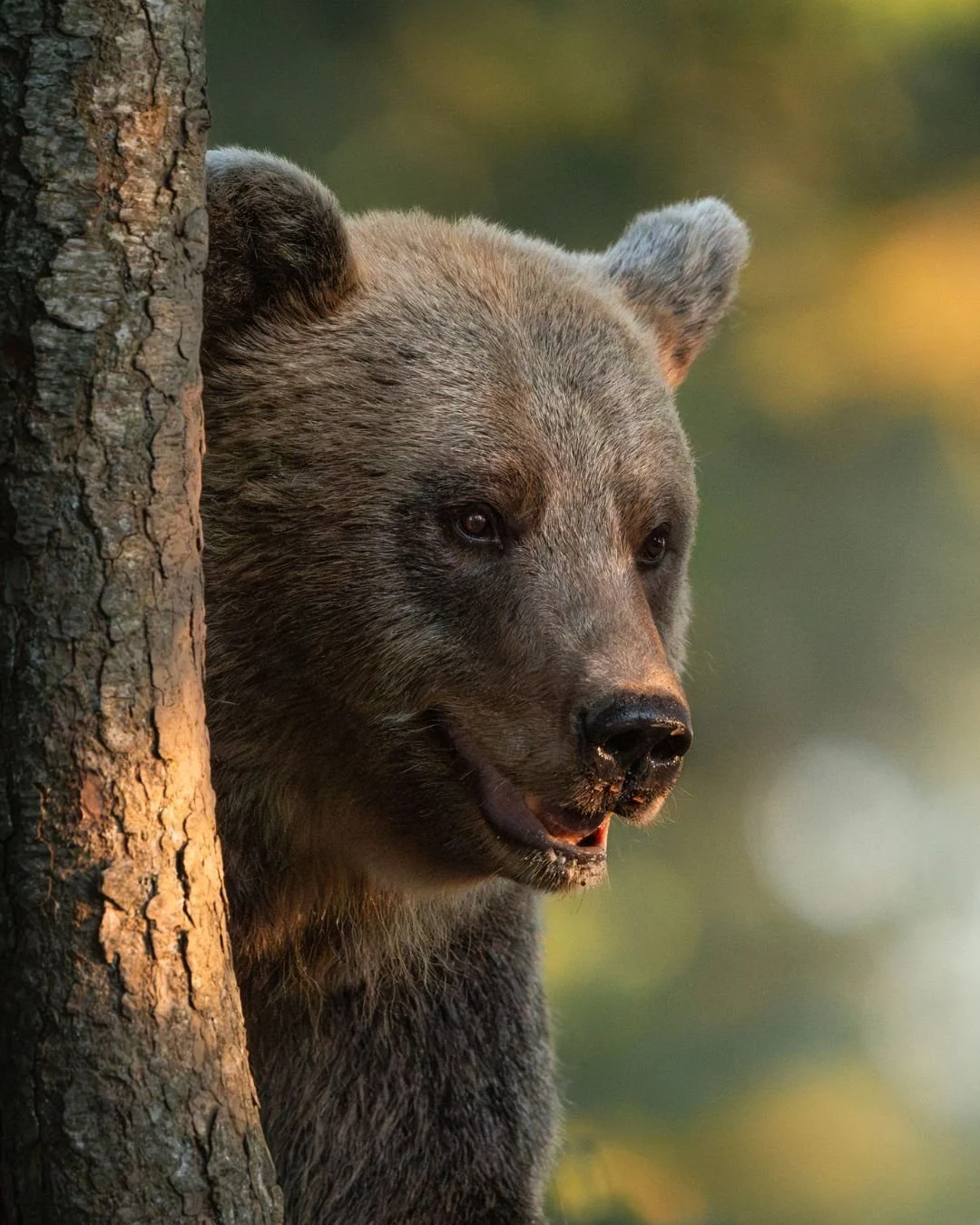 braunbär-hinter-baumstamm-slowenien-yasin-kirsch.jpg