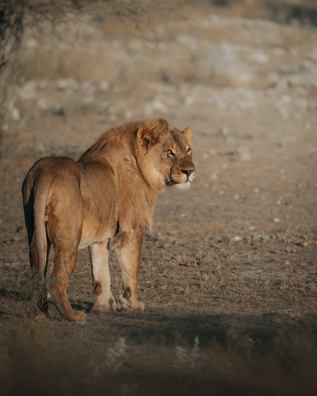 löwe-etosha-nationalpark-namibia-2-yasin-kirsch.jpg