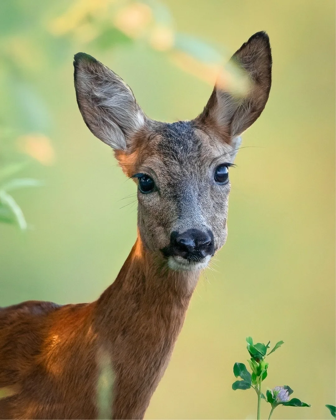 reh-im-gras-portrait-yasin-kirsch.jpg