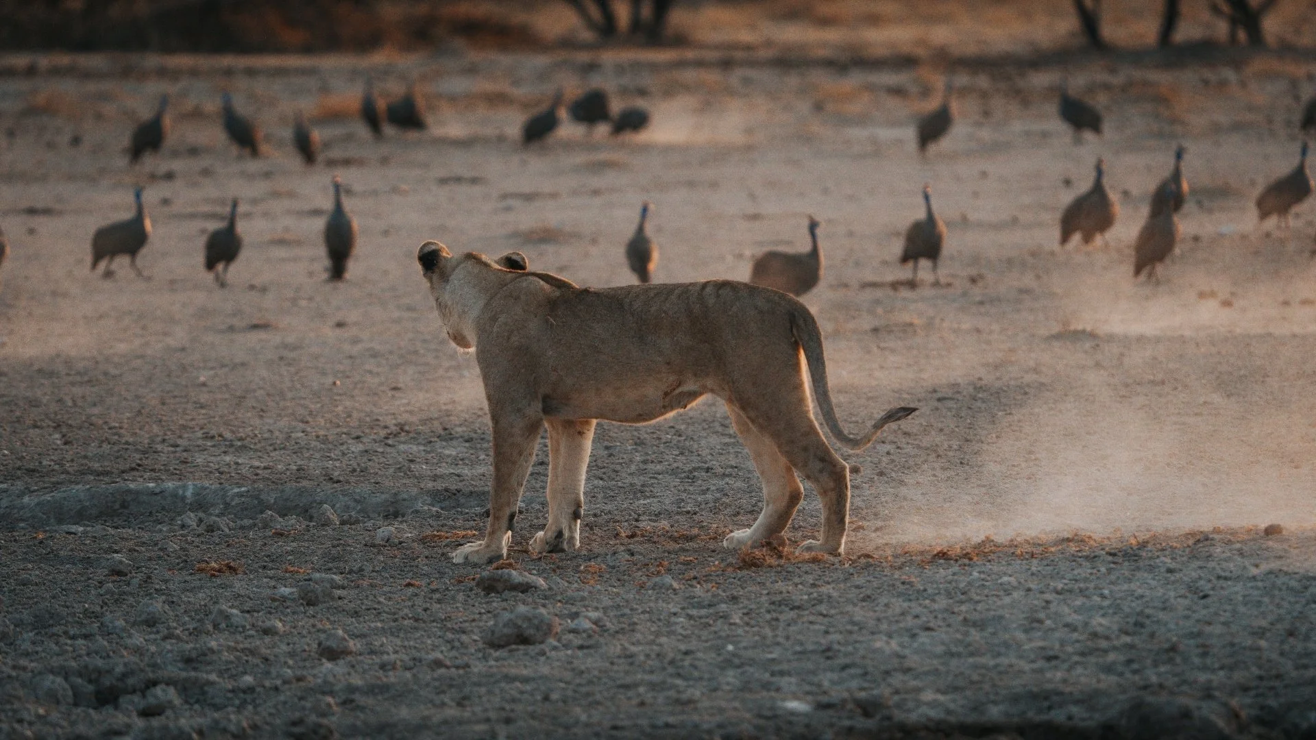löwin-fokusiert-perlhühner-onguma-safari-camps-yasin-kirsch.jpg