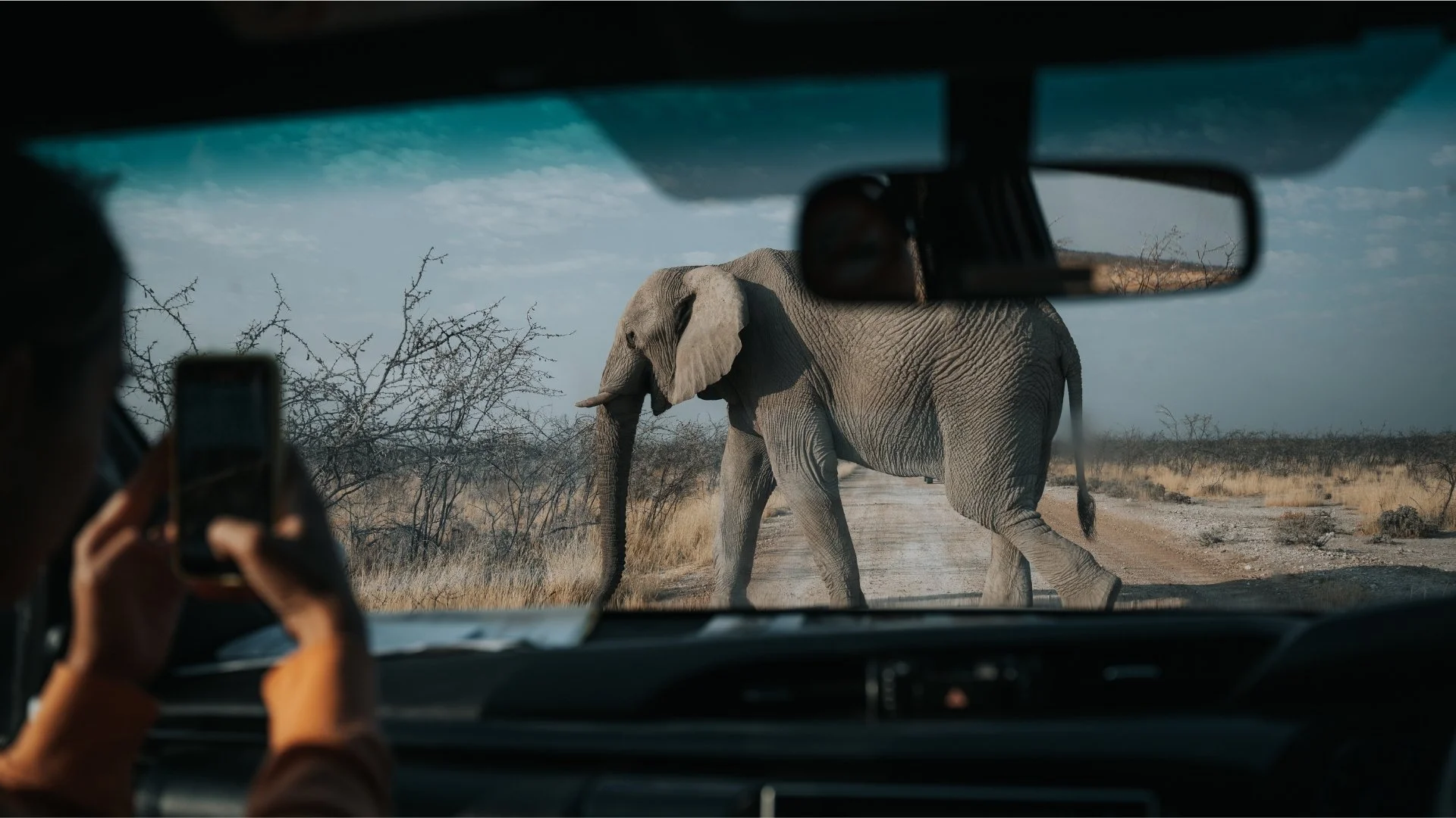 elefant-straße-auto-etosha-yasin-kirsch.jpg