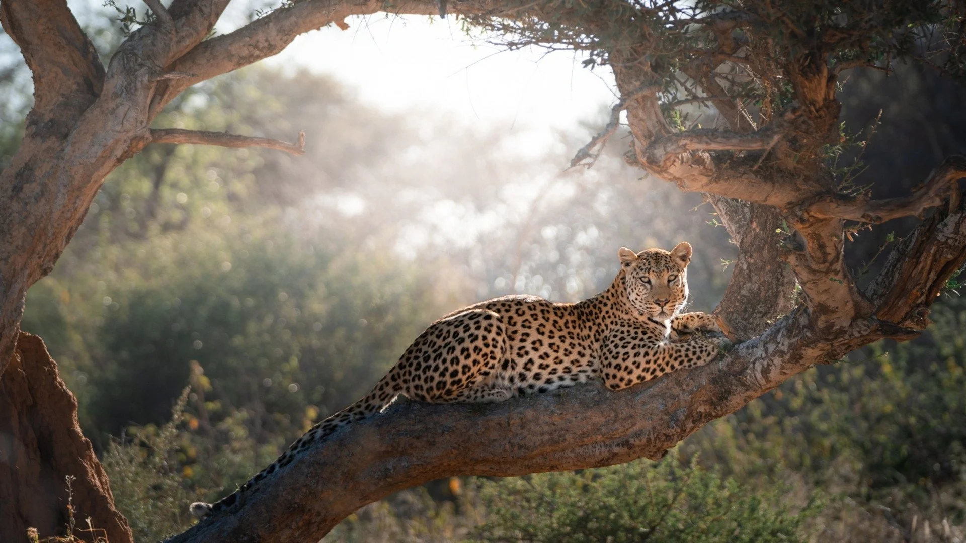 leopard-im-baum-okonjima-yasin-kirsch.jpg