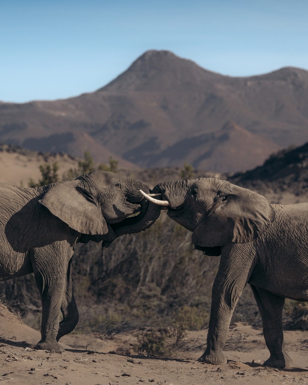 wüstenelefanten-kämpfen-bergkulisse-damaraland-yasin-kirsch.jpg
