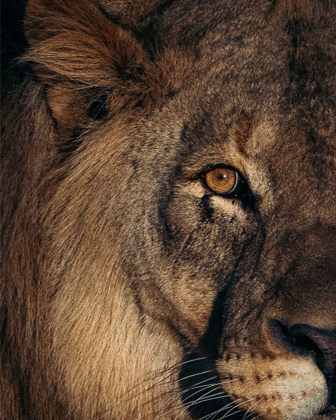 löwe-portrait-etosha-namibia-yasin-kirsch.jpg