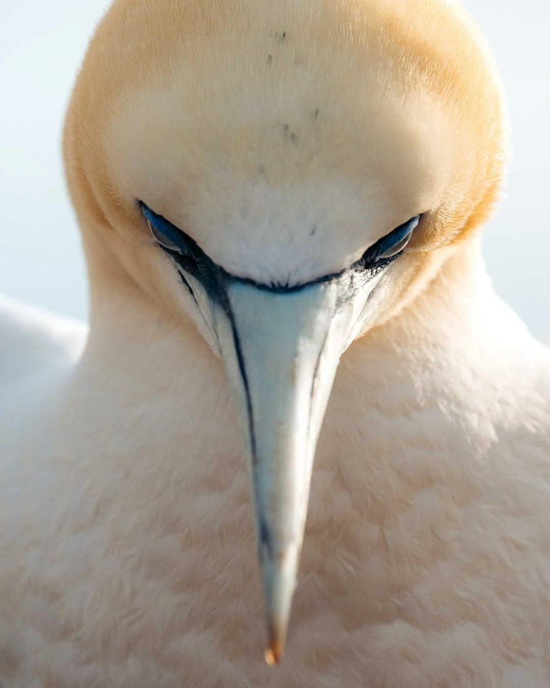 basstölpel-helgoland-portrait.jpg