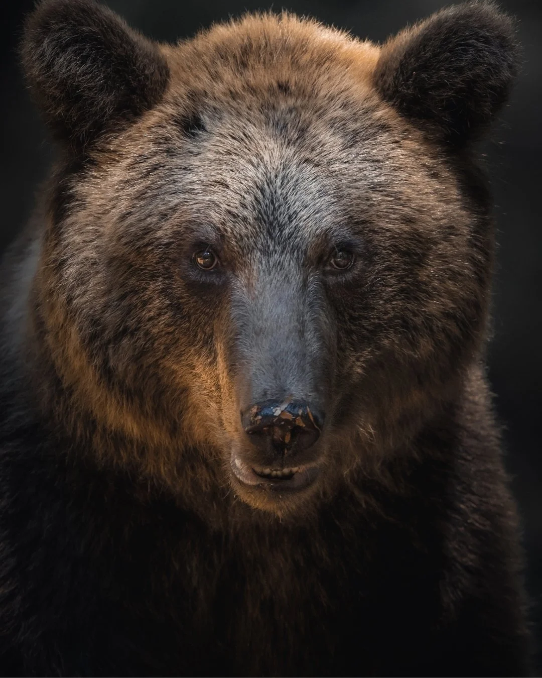 braunbär-portrait-slowenien-yasin-kirsch.jpg