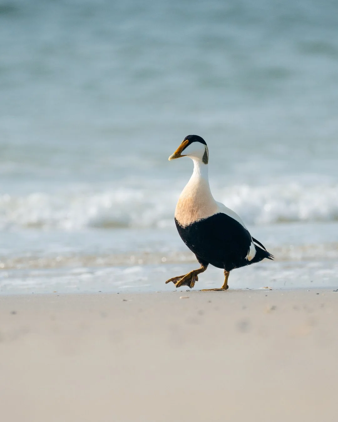 eiderente-helgoland-strand.jpg