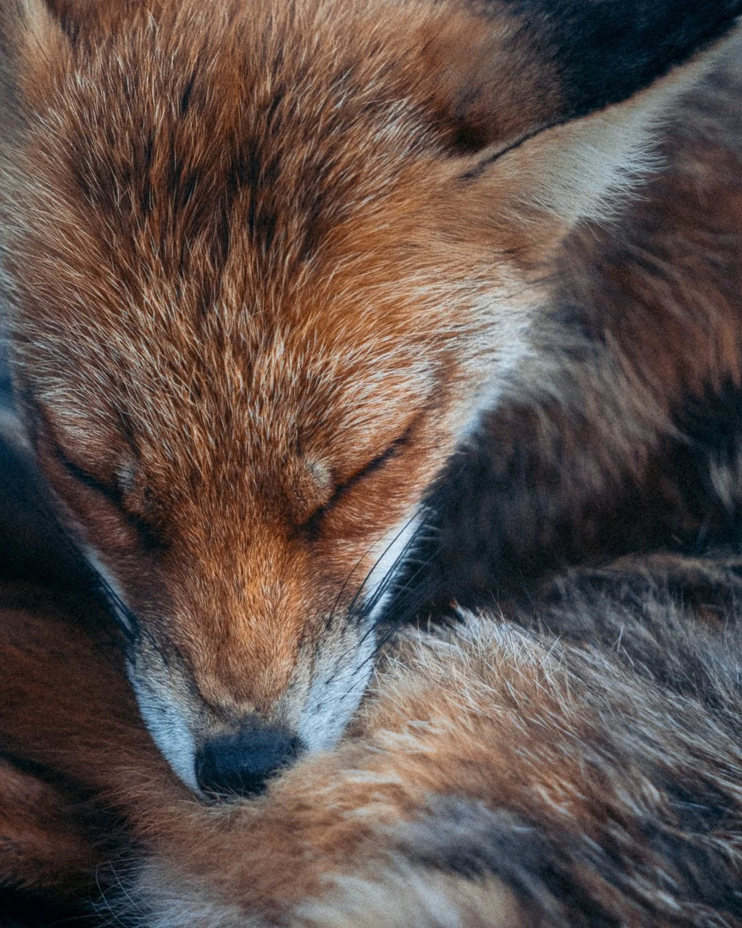 fuchs-schläft-eingerollt.jpg