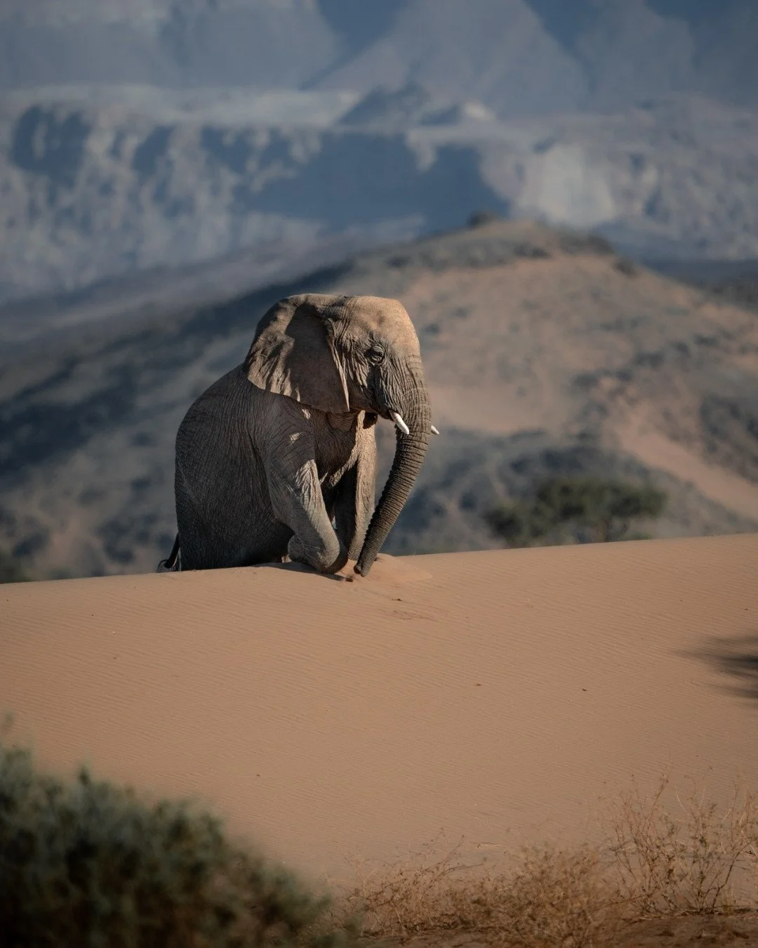 wüstenelefant-besteigt-sanddüne-damaraland-yasin-kirsch.jpg