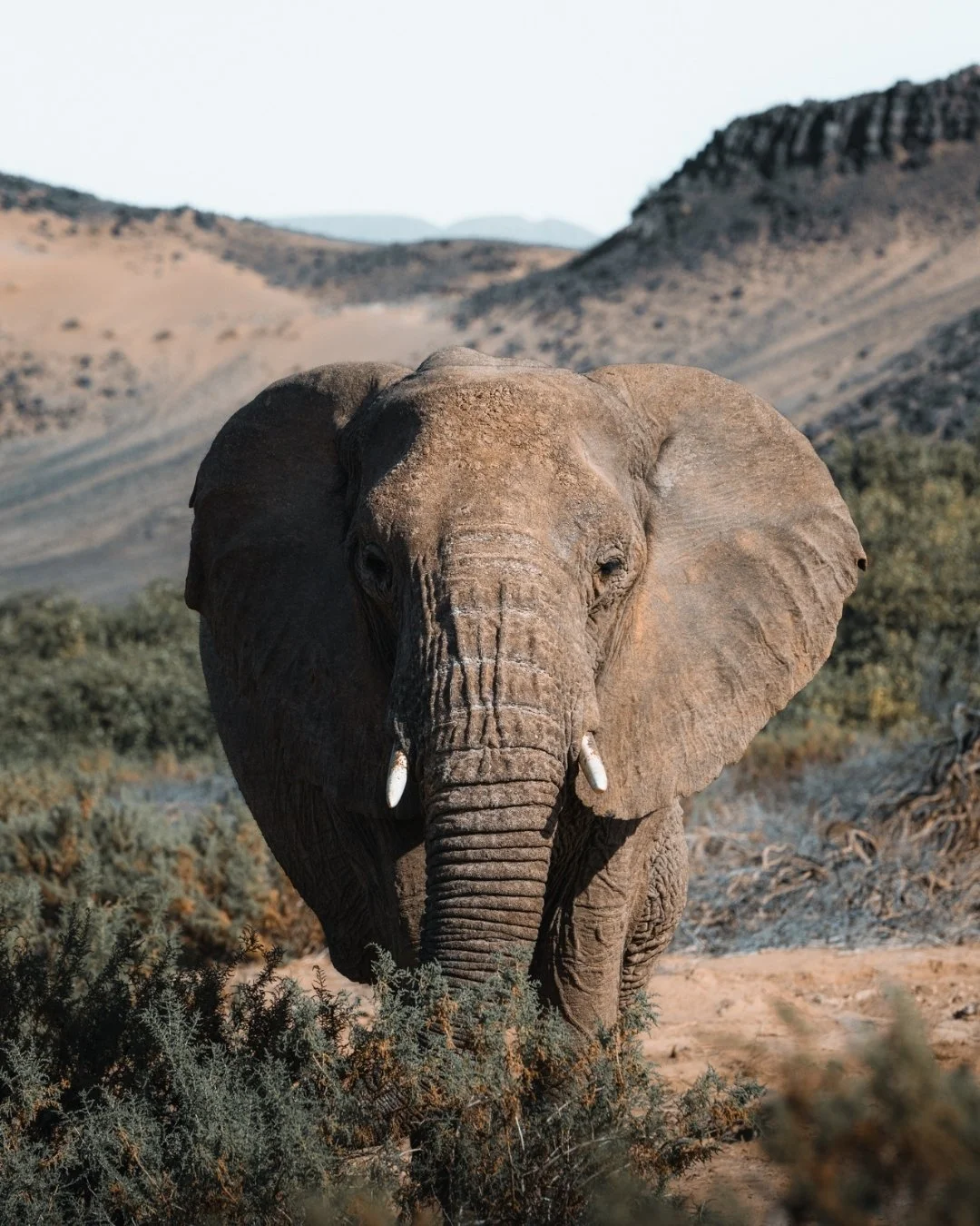 wüstenelefant-mit-bergkulisse-damaraland-yasin-kirsch.jpg