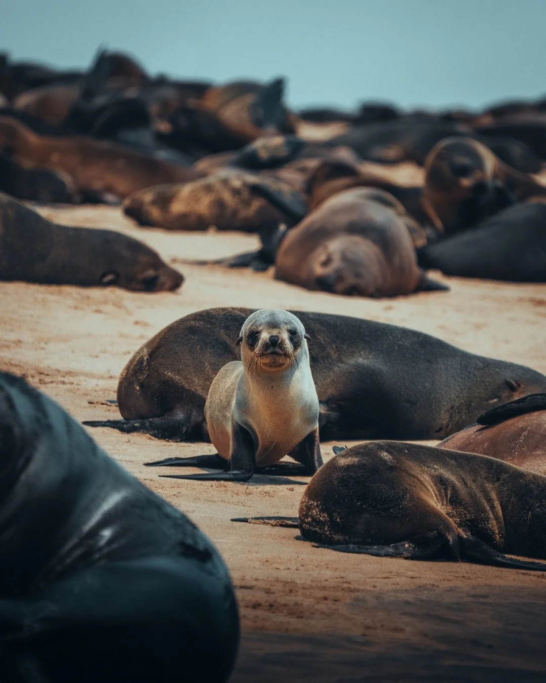 junge-ohrenrobbe-namibia-walvis-bay-yasin-kirsch.jpg
