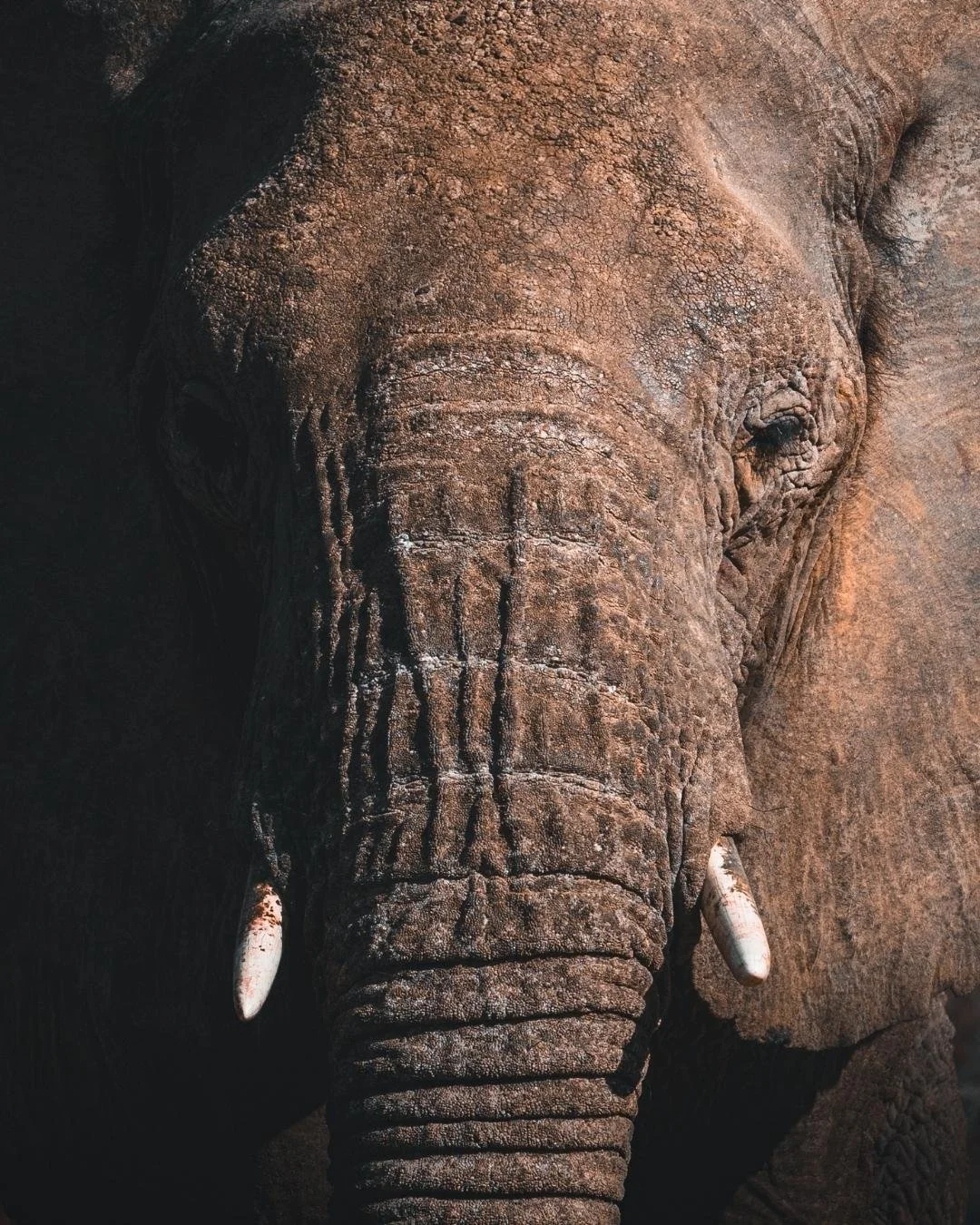 wüstenelefant-portrait-damaraland-yasin-kirsch.jpg