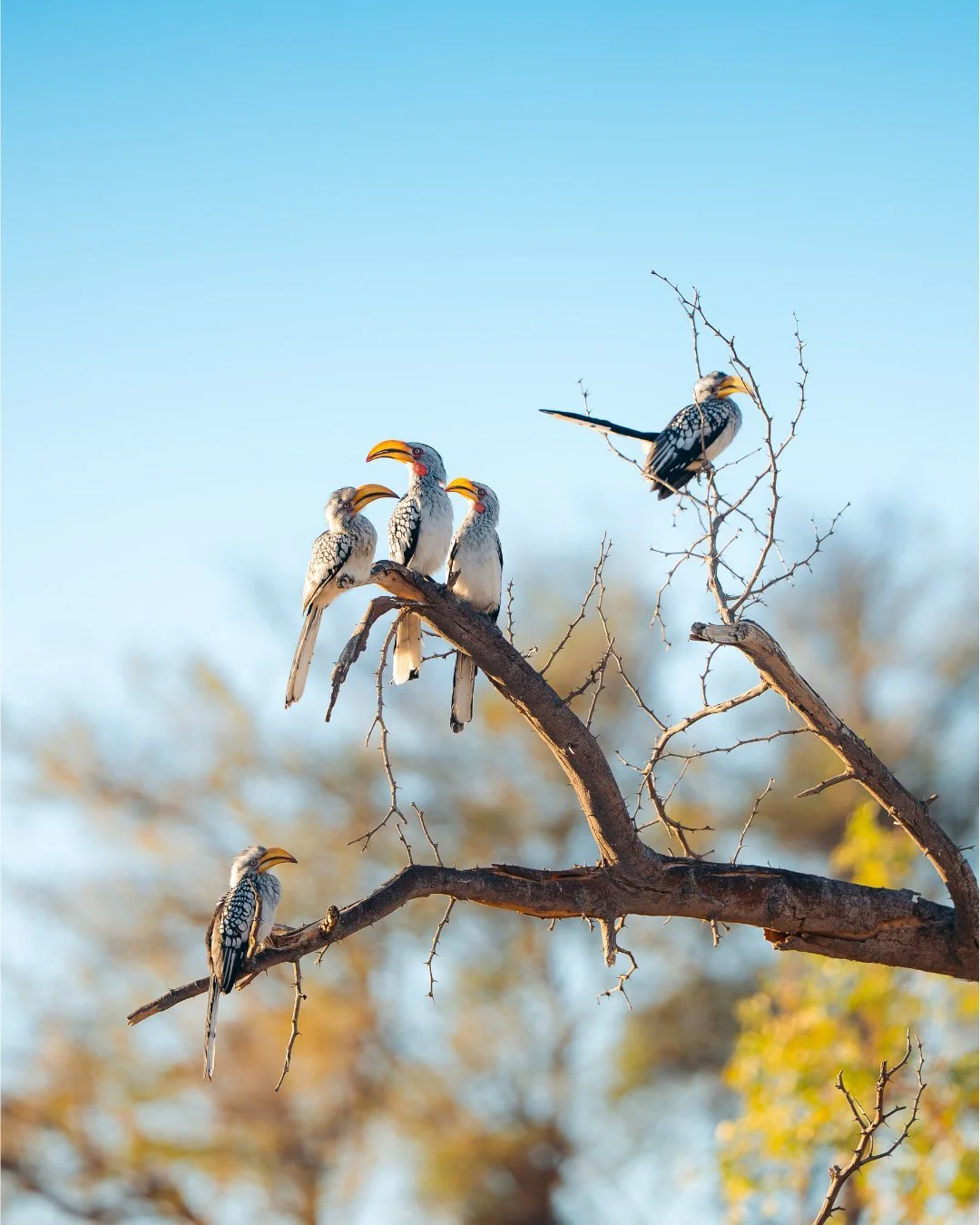 tukane-auf-ast-namibia.jpg