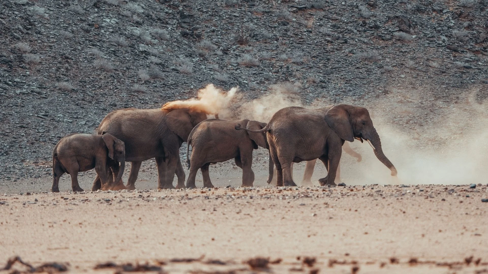 wüstenelefanten-herde-namibia-yasin-kirsch.jpg