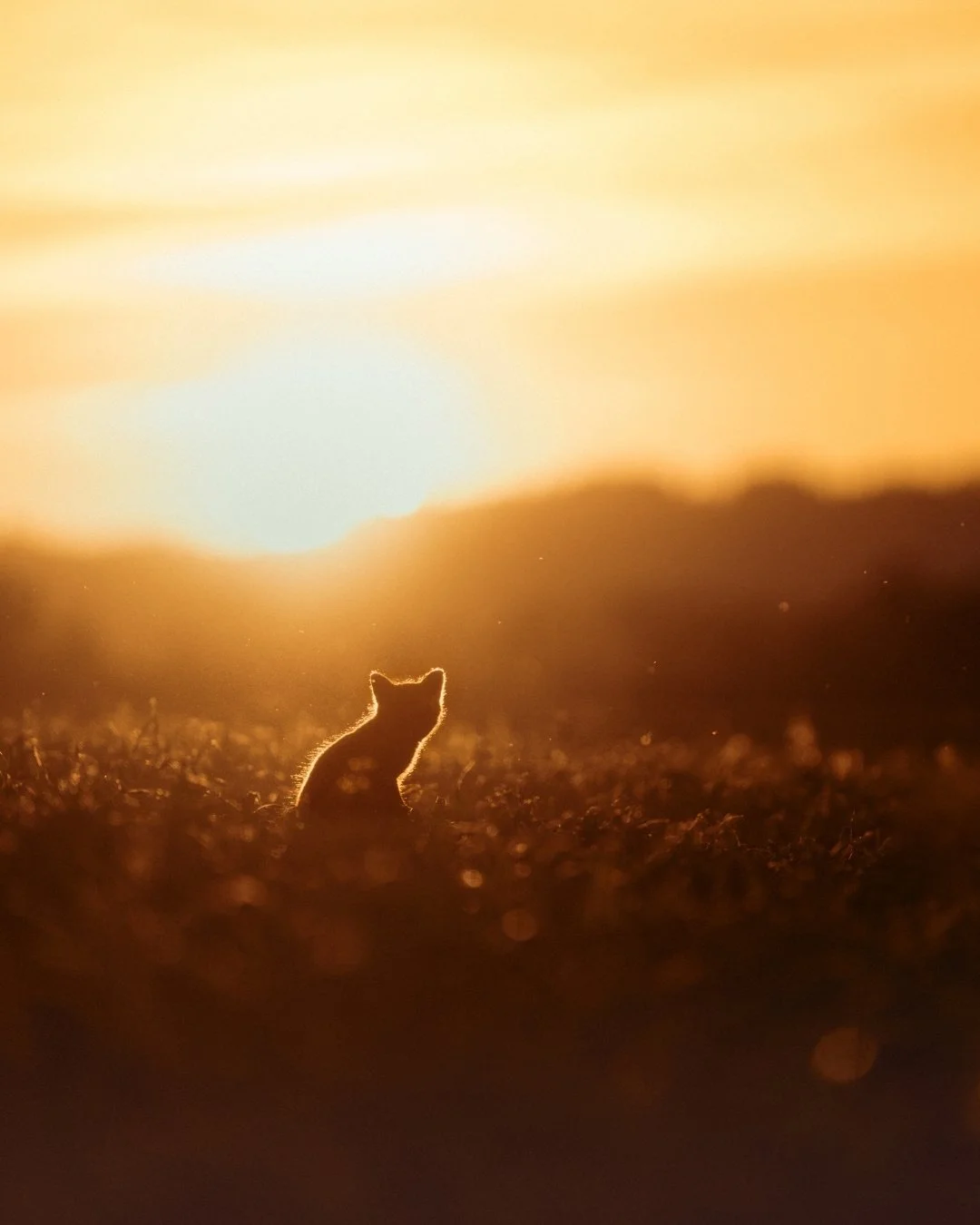 junger-fuchs-freiburg-silhouette-yasin-kirsch.jpg