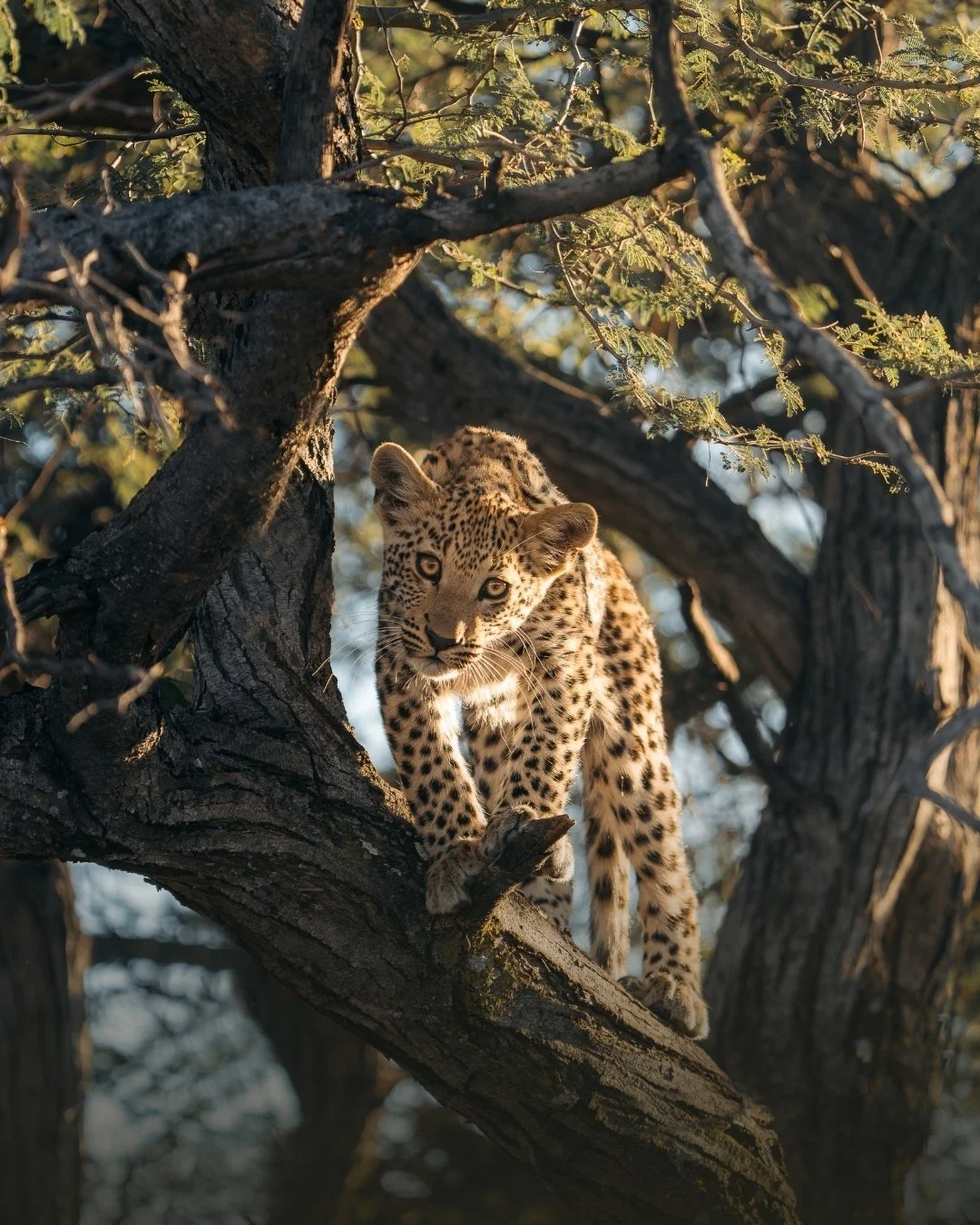 junger-leopard-klettert-im-baum-namibia-yasin-kirsch.jpg