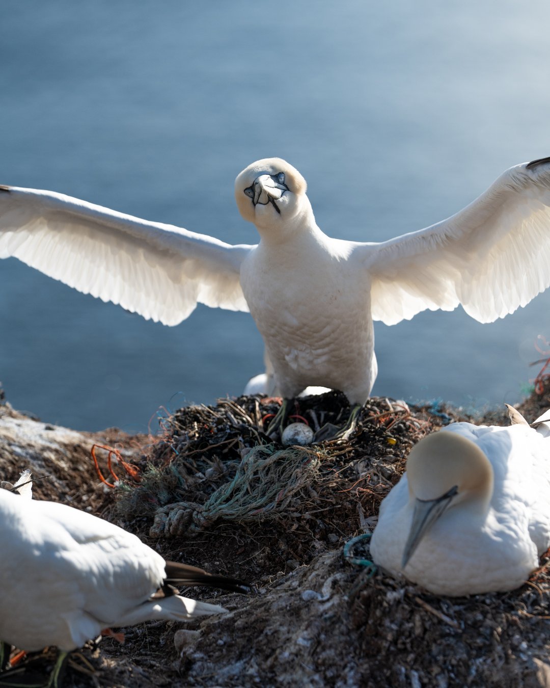 basstölpel-helgoland-nest-ei.jpg