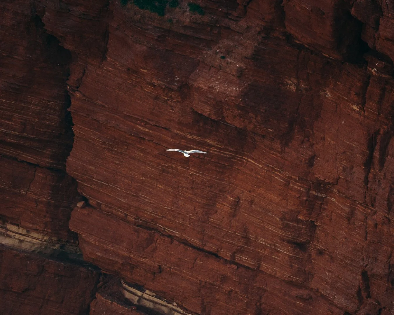 basstölpel-im-flug-vor-roten-felsen-helgoland.jpg