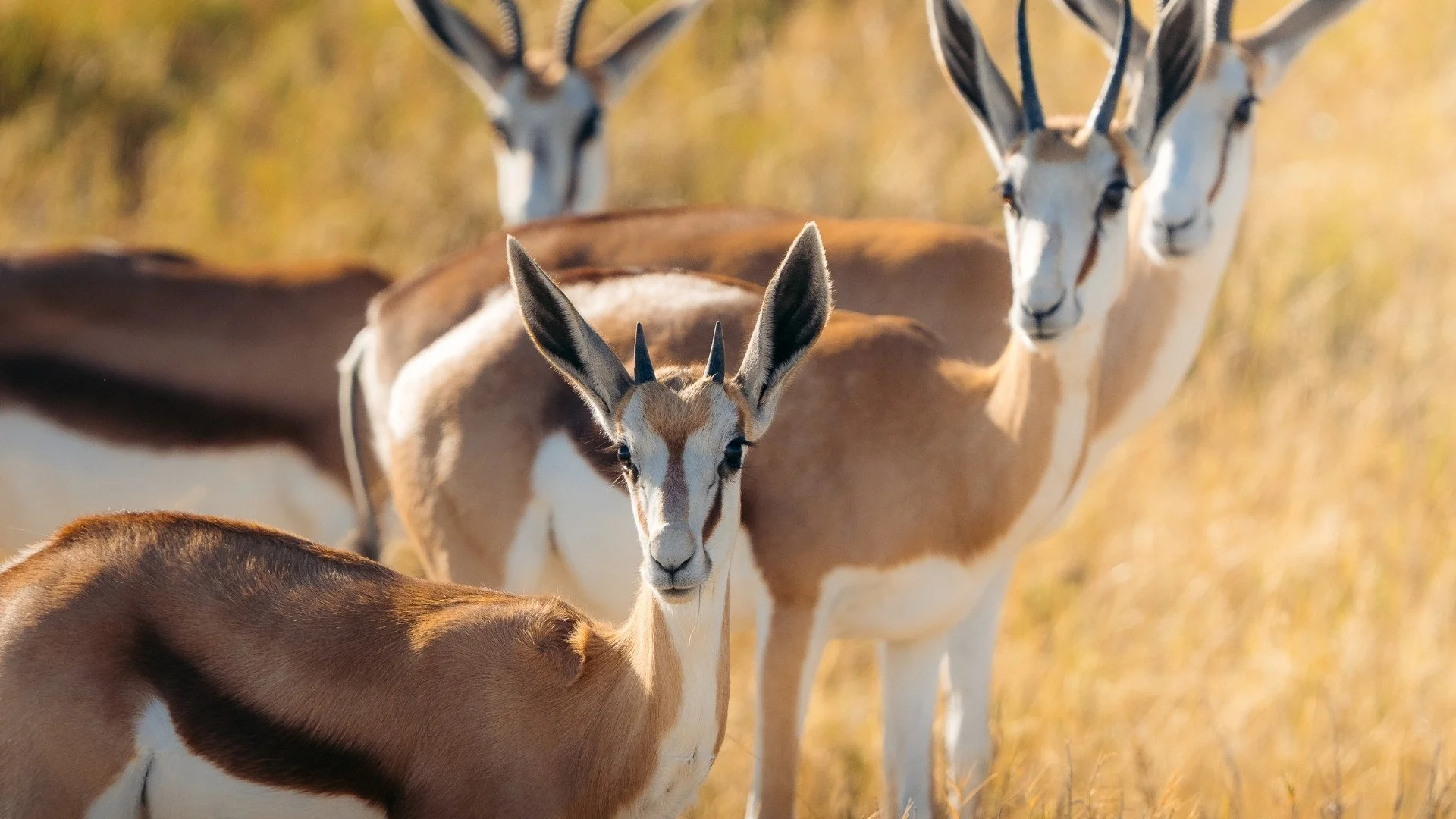springböcke-savanne-etosha-nationalpark-yasin-kirsch.jpg