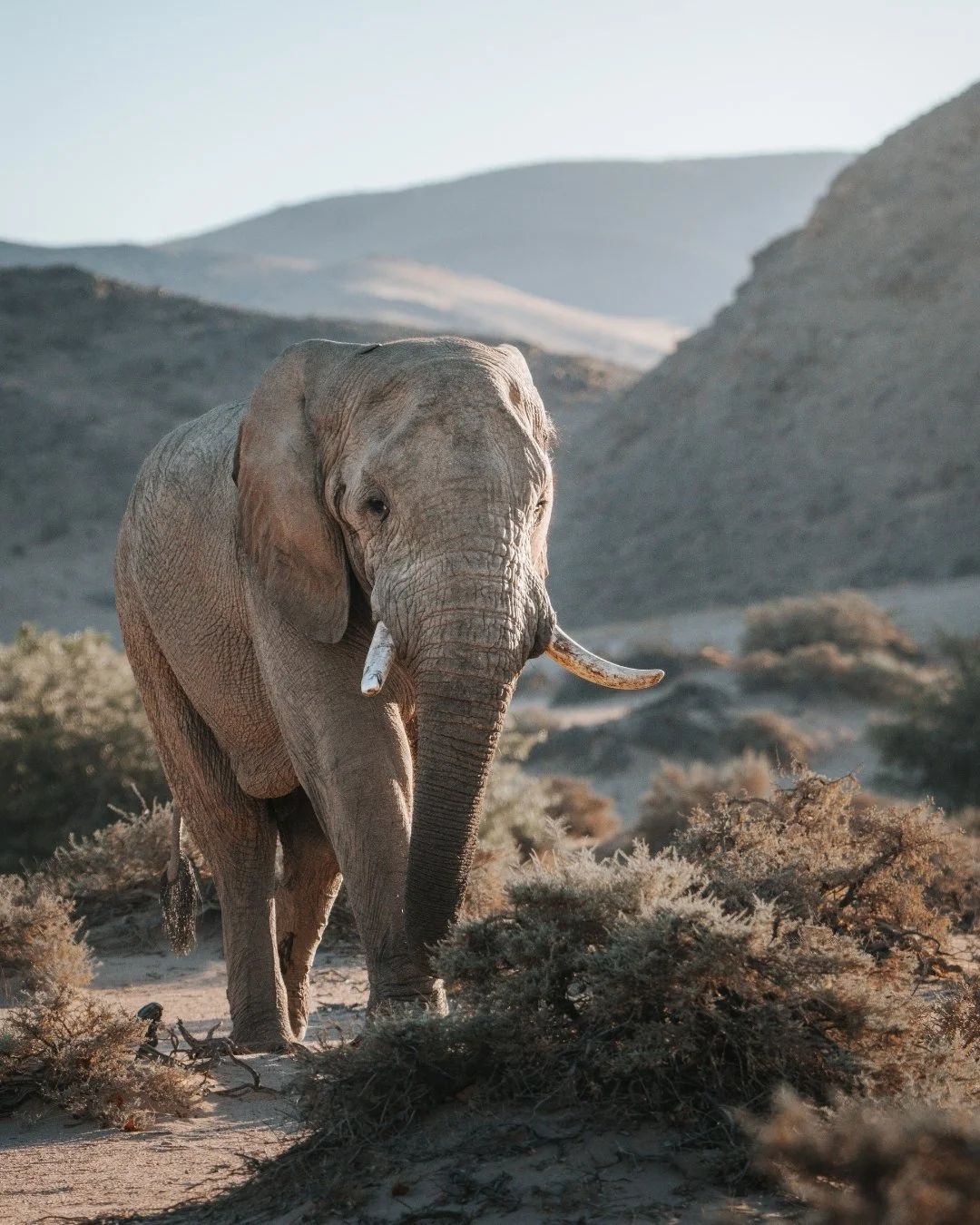 wüstenelefant-damaraland-berge-namibia-yasin-kirsch.jpg