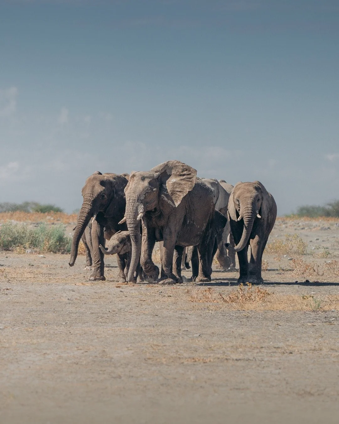 elefanten-etosha-nationalpark-yasin-kirsch.jpg