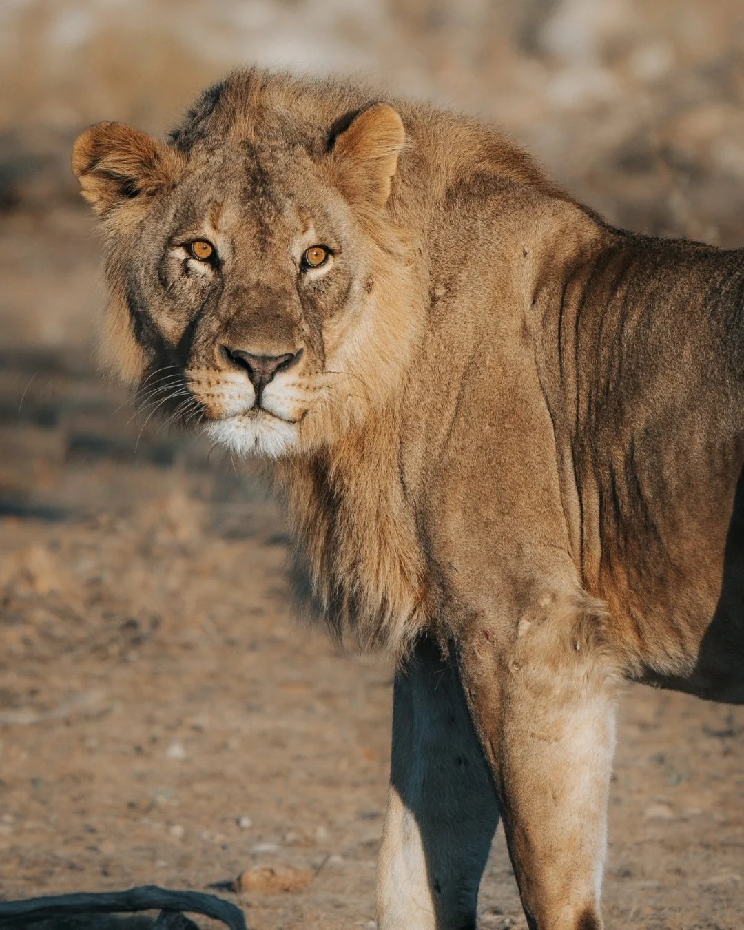 löwe-etosha-nationalpark-namibia.jpg