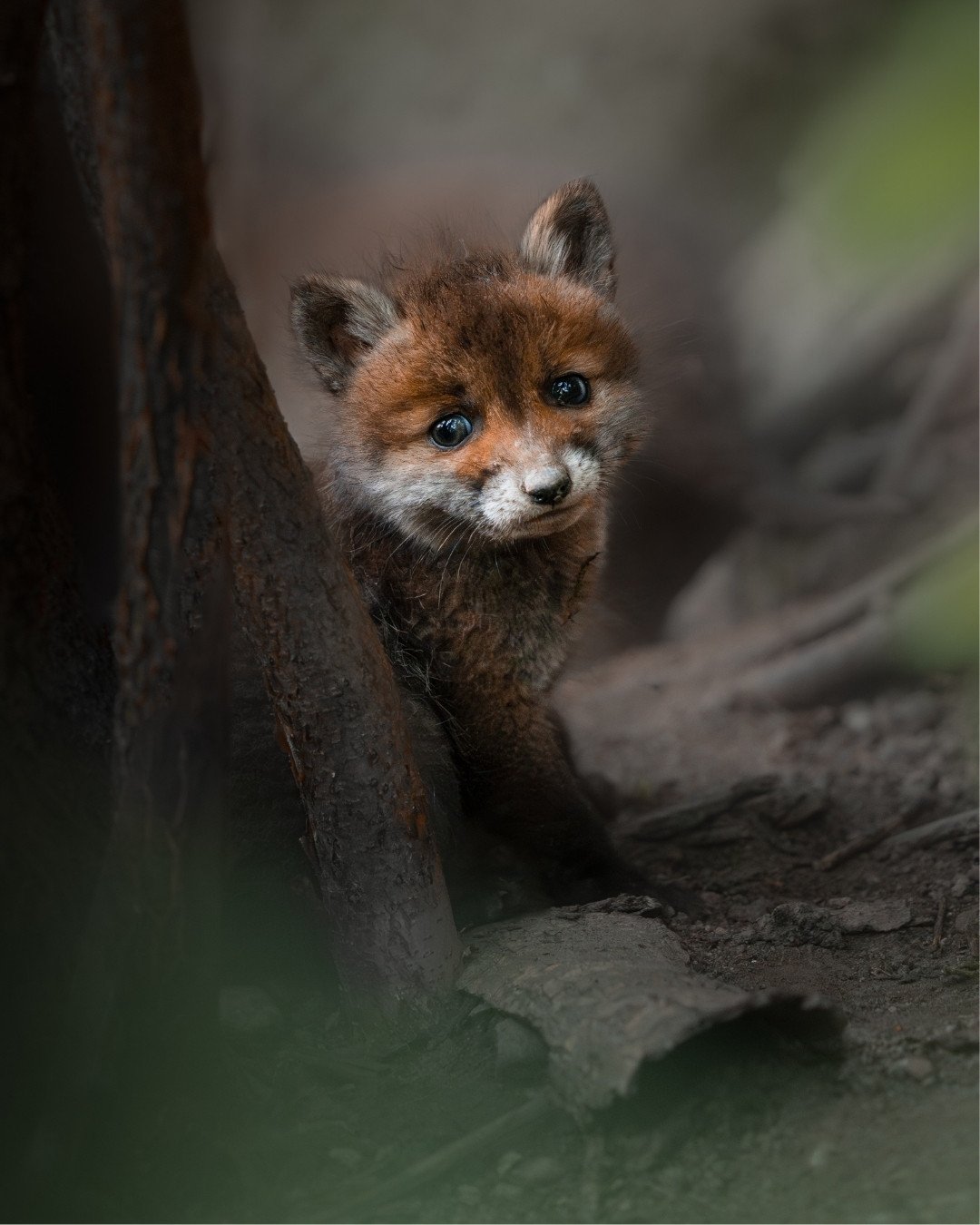 junger-fuchs-kaiserstuhl-yasin-kirsch.jpg