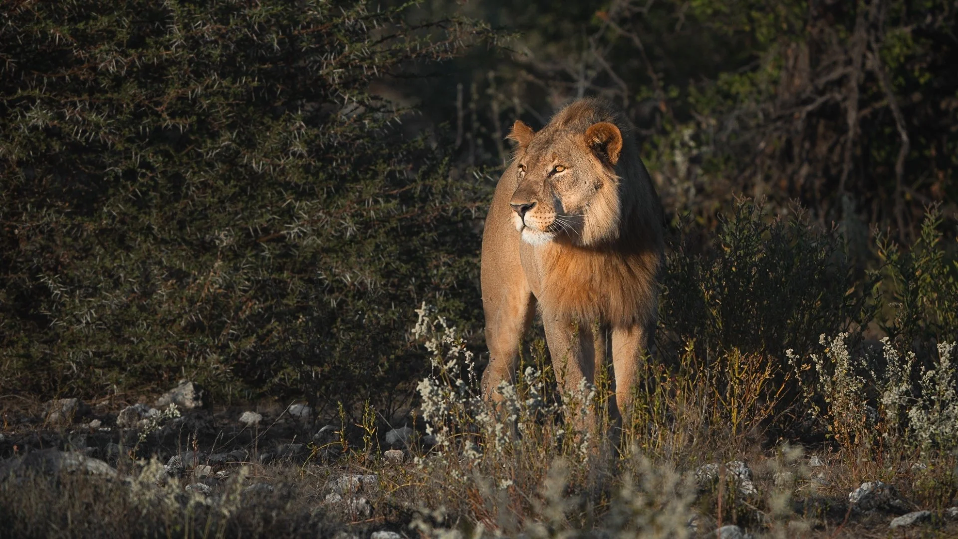 löwe-männlich-etosha-nationalpark-namibia-yasin-kirsch.jpg