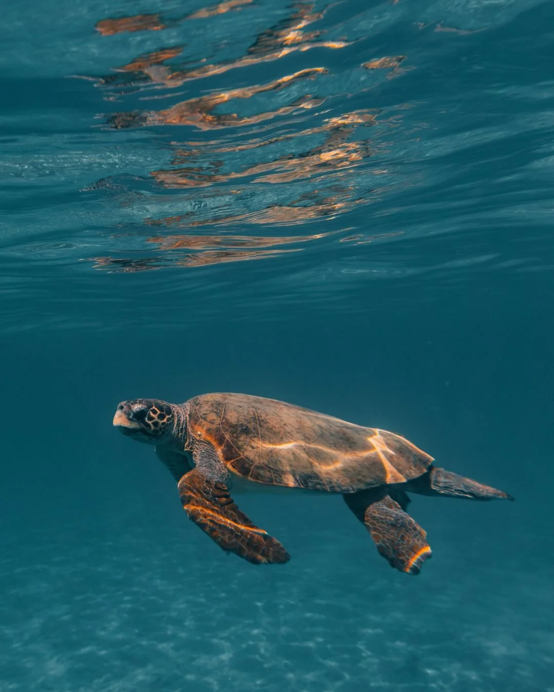 caretta-caretta-zakynthos-yasin-kirsch.jpg