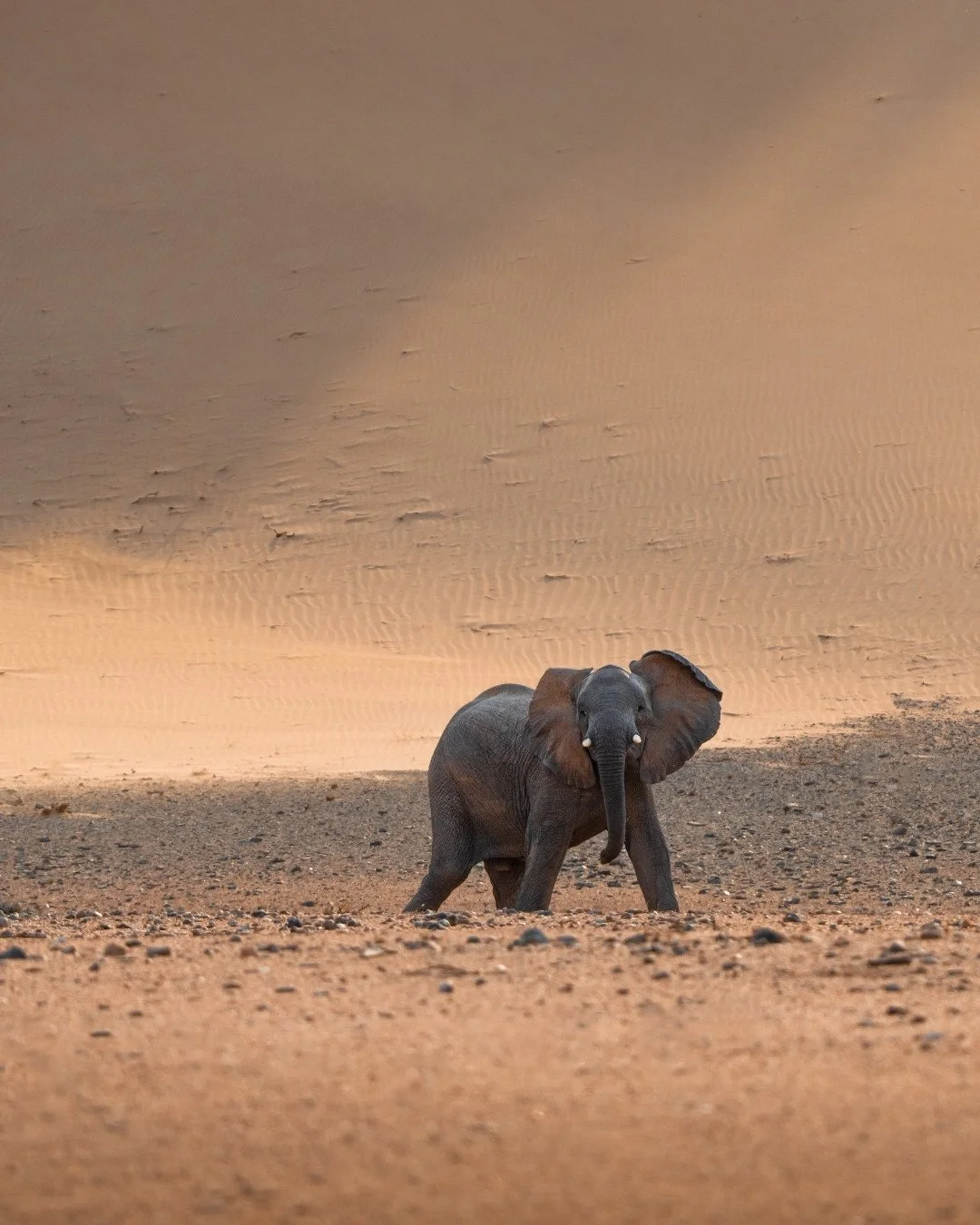 wüstenelefant-damaraland-sanddüne-namibia-yasin-kirsch.jpg