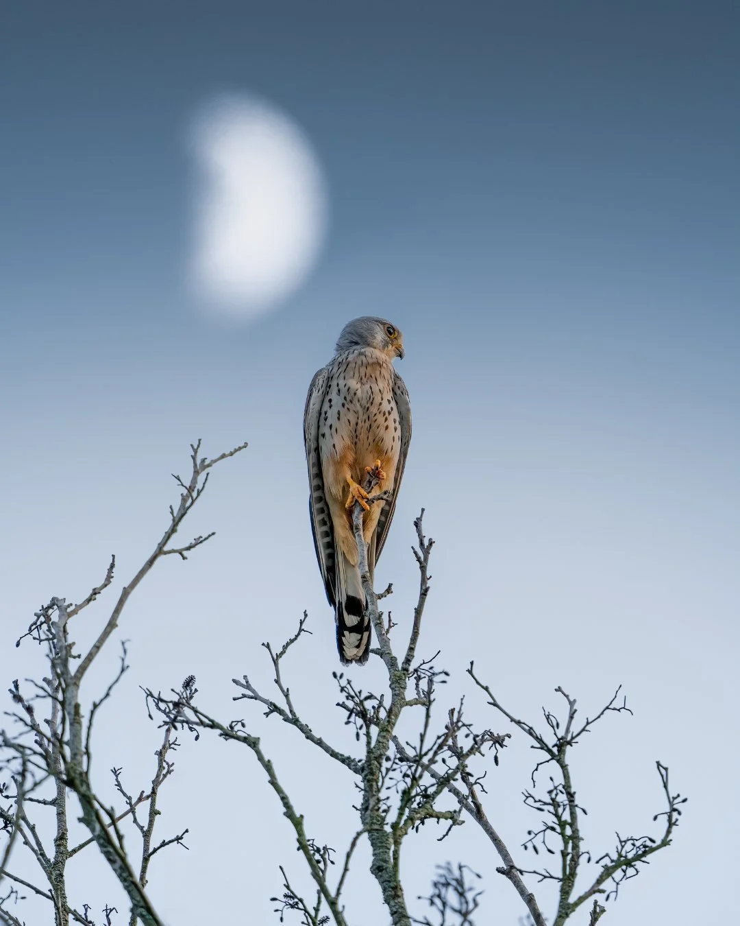Turmfalke-sitzend-mond-hintergund.jpg