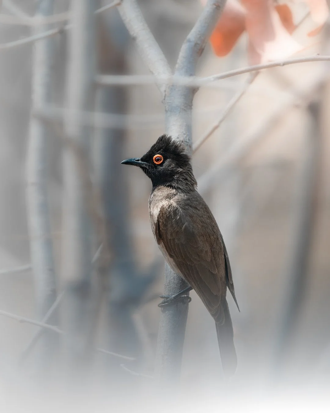feueraugenbülbül-vogel-namibia.jpg