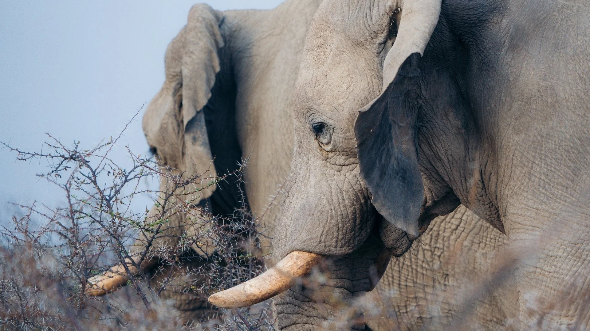 elefantenbullen-etosha-nationalpark-savanne-yasin-kirsch.jpg