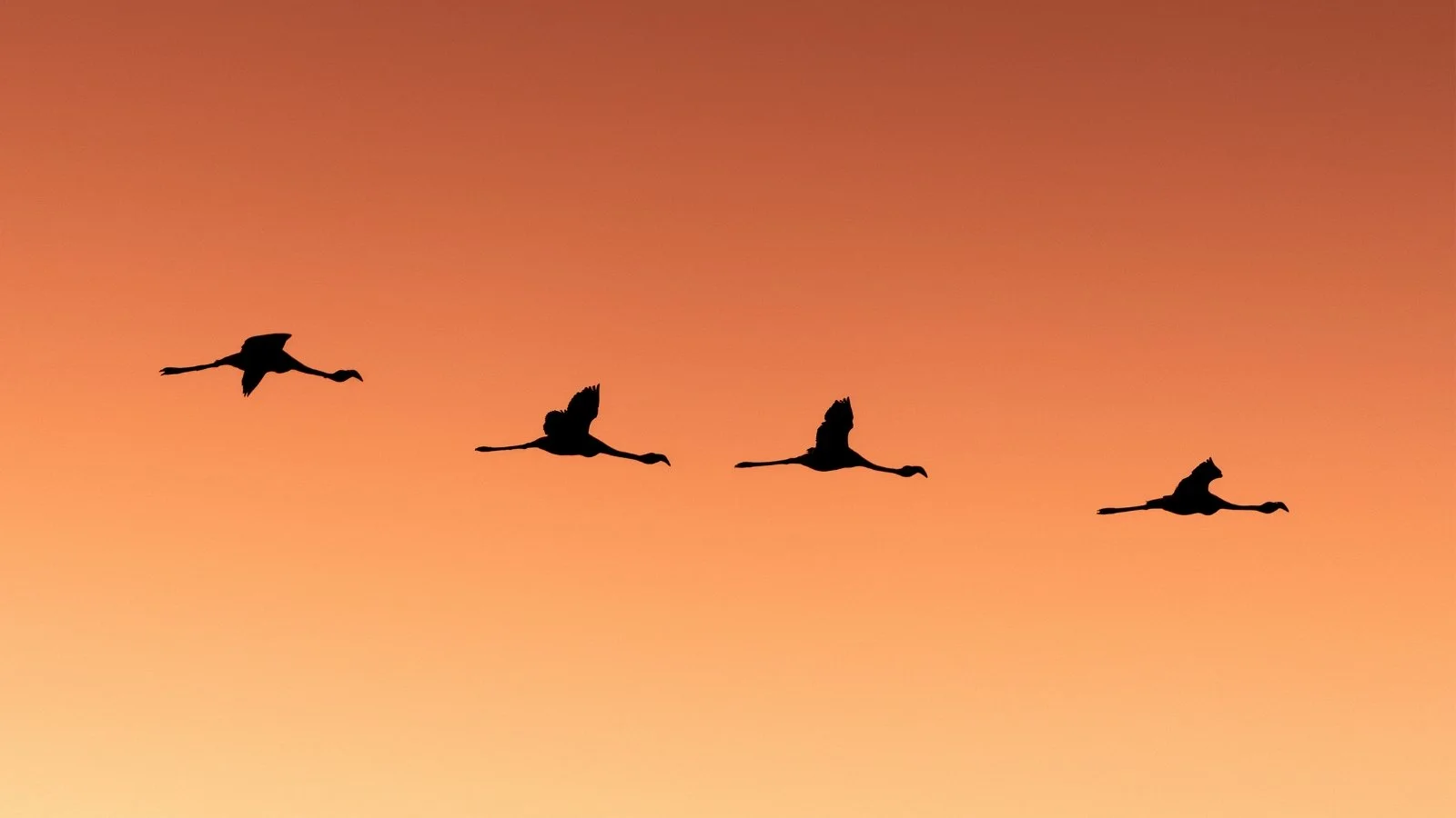 flamingos-fliegend-sonnenuntergang-namibia-.jpg